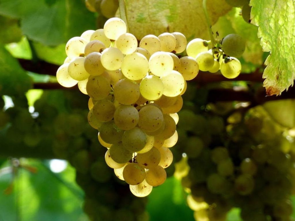 Albarino