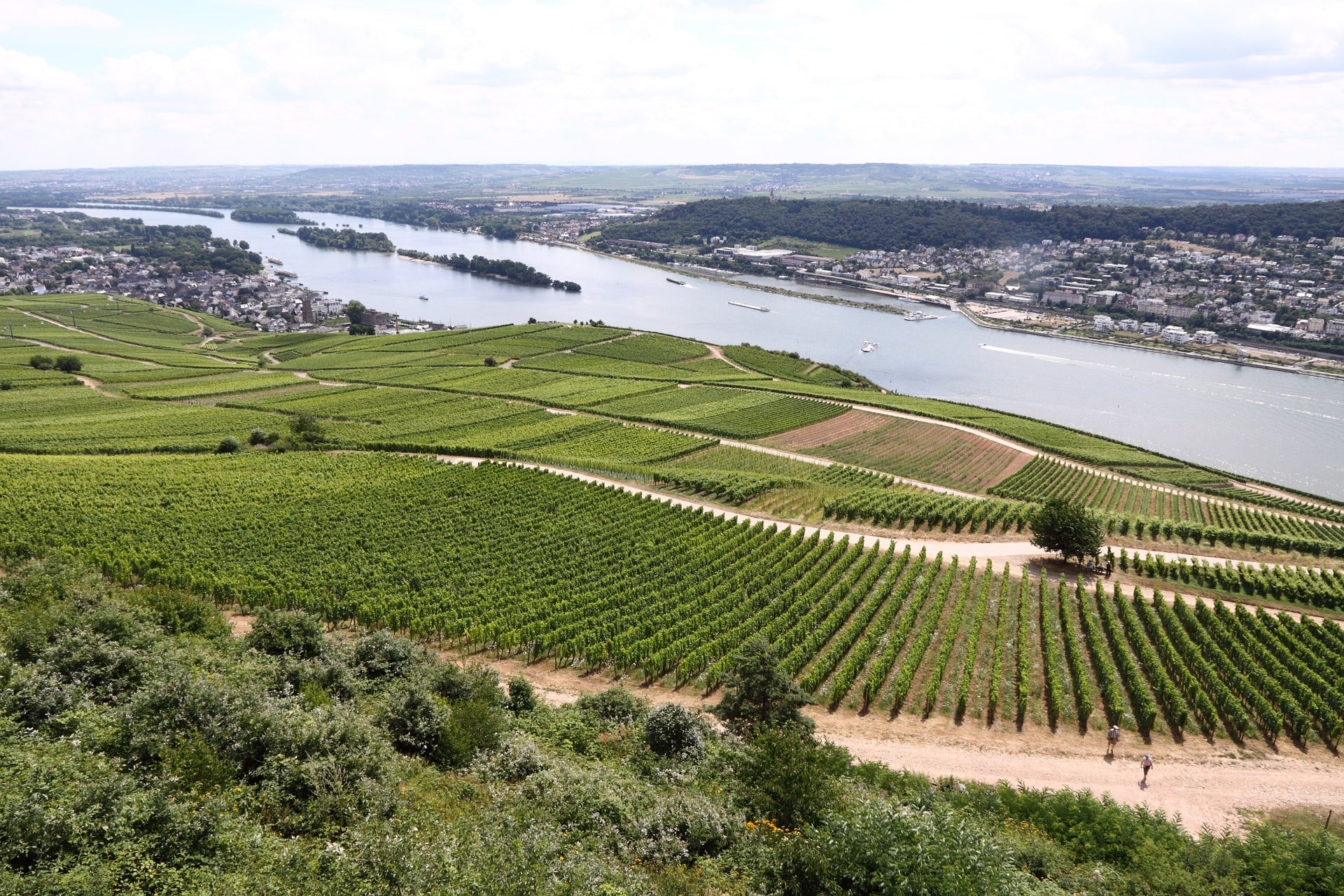 Rheingau - Rieslingdruens vugge