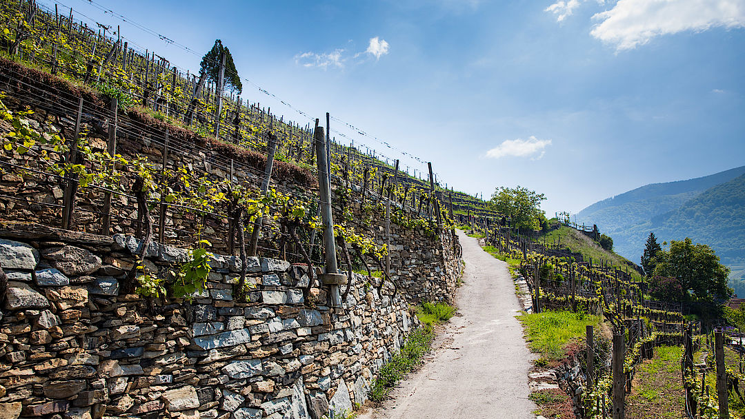 Wachau