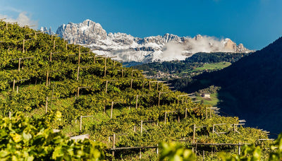 Hvidvin fra Alto Adige