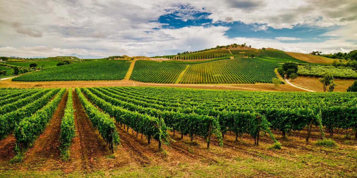 Abruzzo - vine med kraft og saft