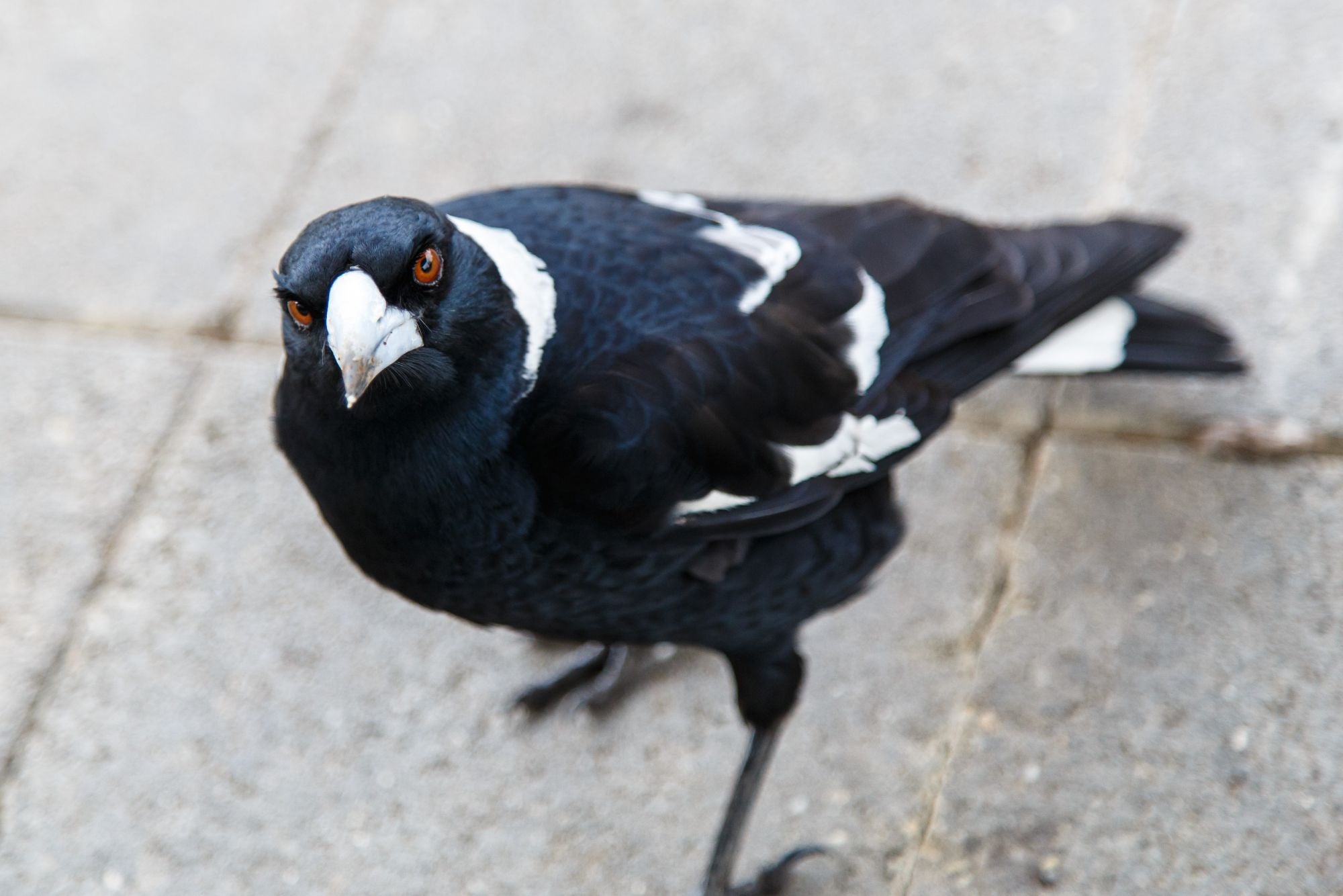 Magpie Estate