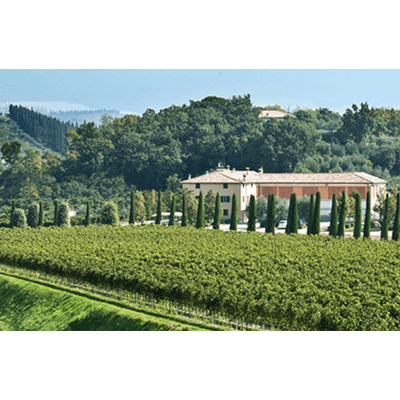 Veneto vine fra Bolla Winery